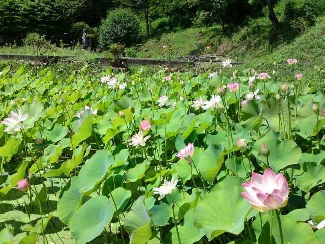 インド蓮　興龍寺編