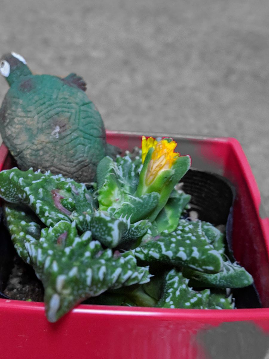 怒涛　花びらが2枚少し開きました。