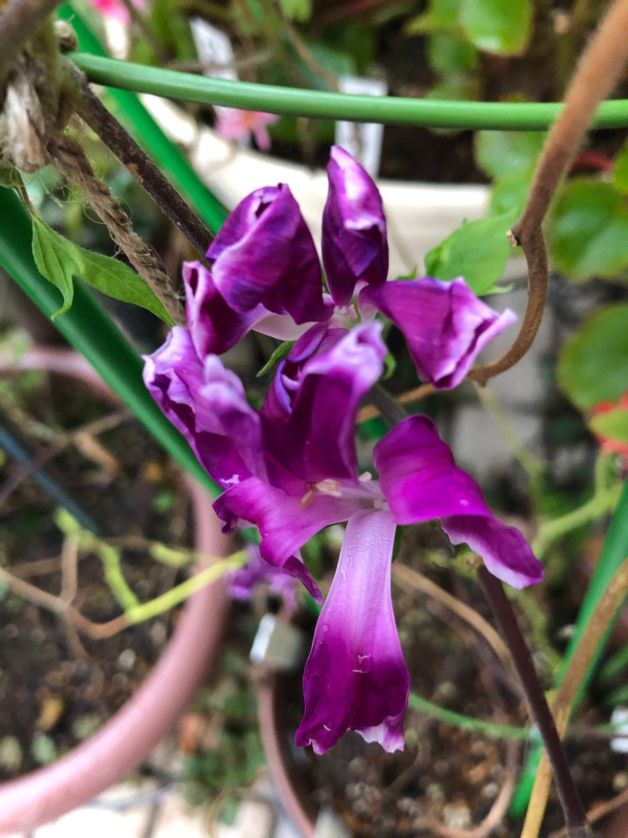 乱菊石畳紫覆3輪開花