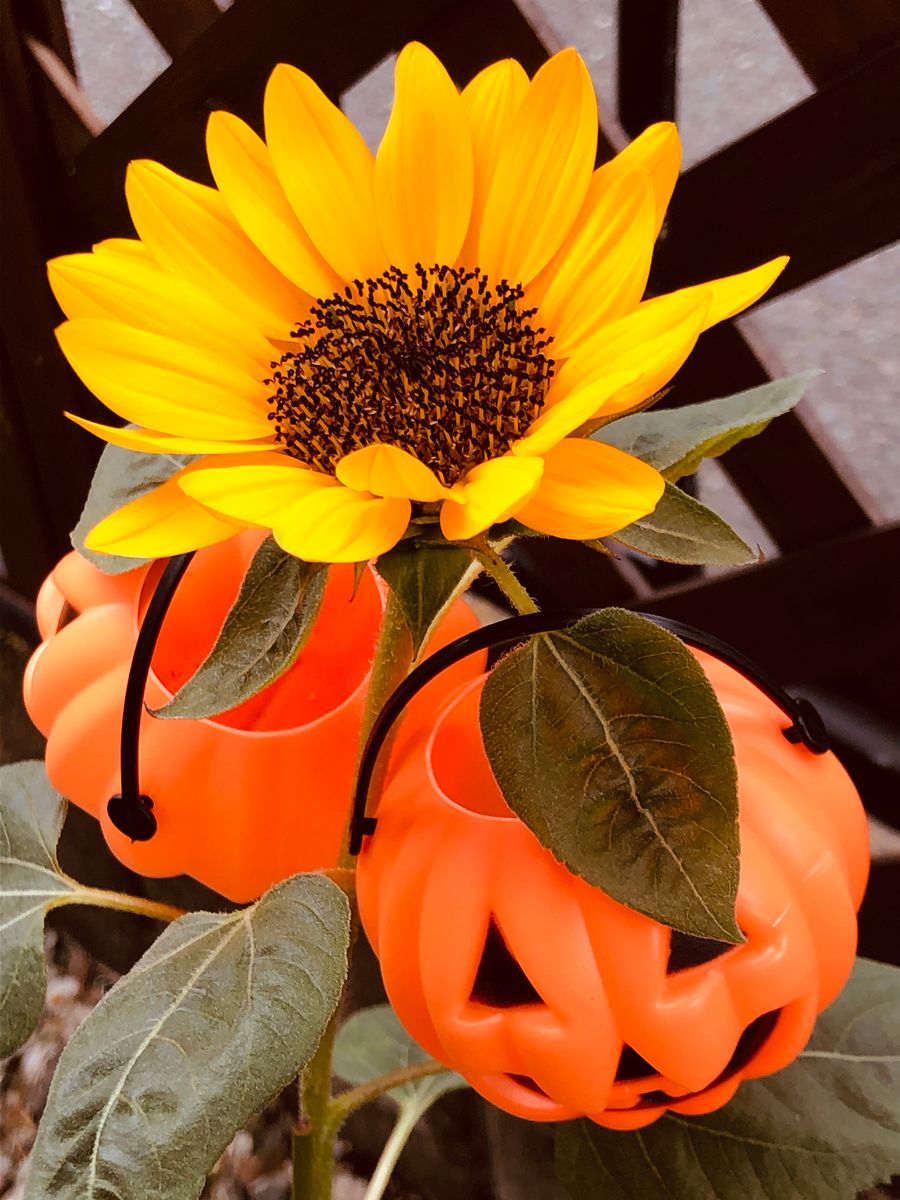 Happy Halloween🌻🎃🧙‍♀️