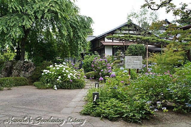 紫陽花寺。