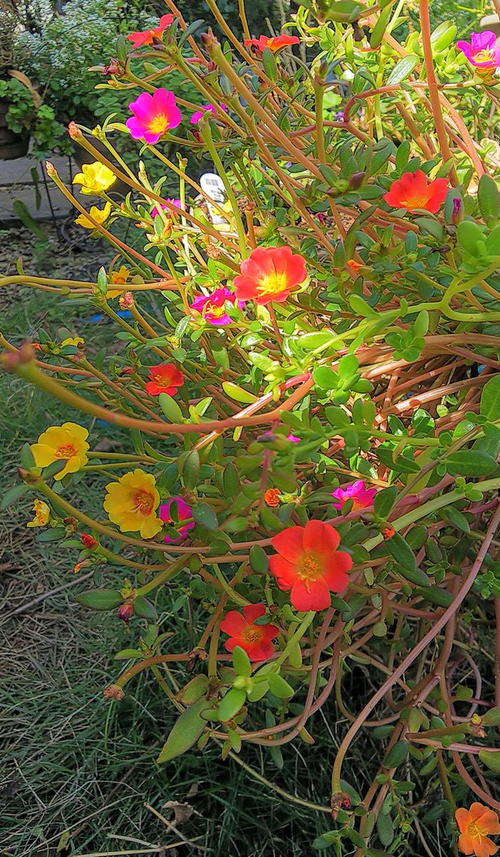 可愛い夏の花ポーチュラカ✨