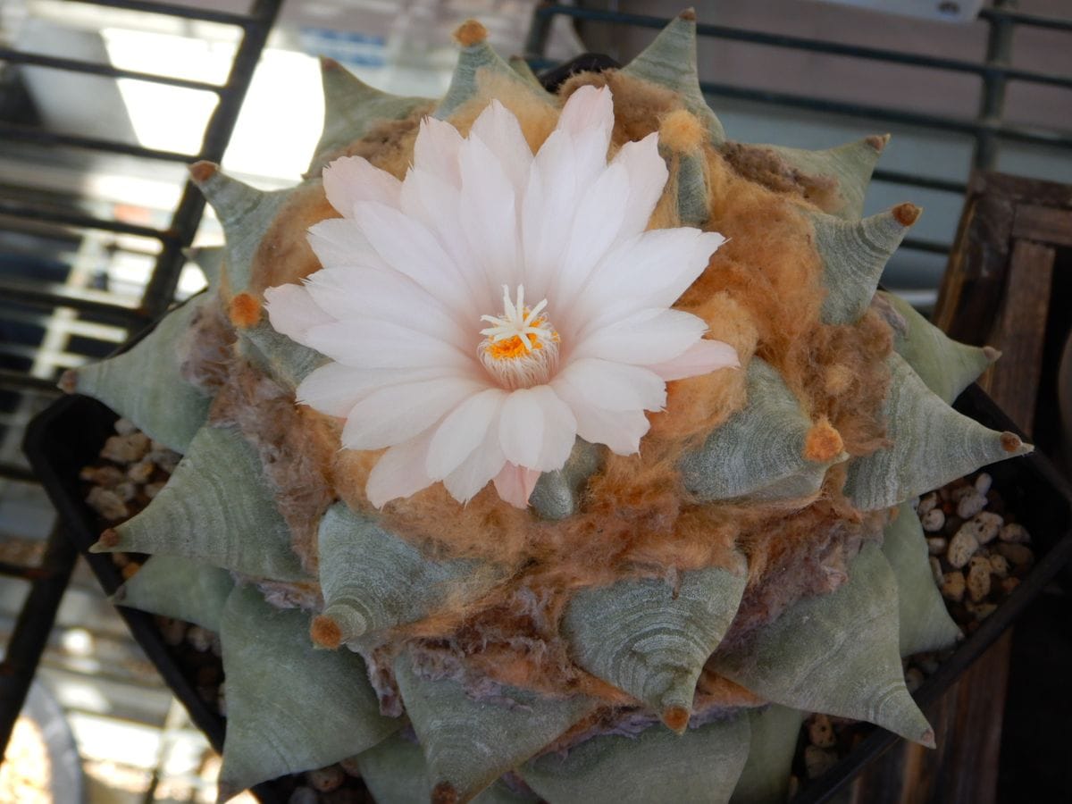 快晴にサボテンの花