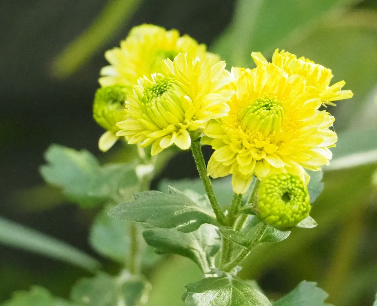 小さめの花