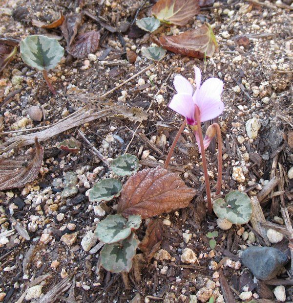 秋のお花