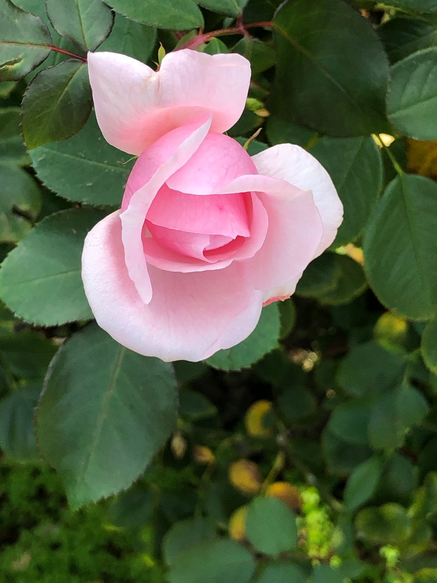 薔薇園散策      ベルサイユ薔薇のコーナー🌹