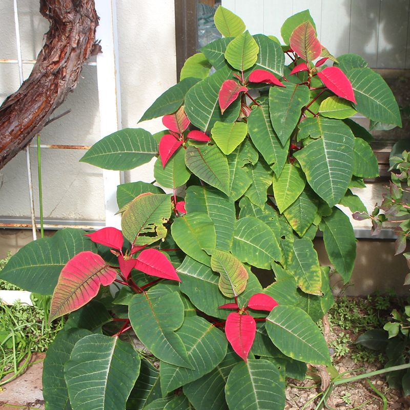 地植えのポインセチア