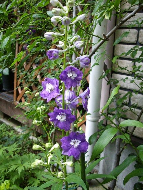 雨ニモマケズ風ニモマケズ