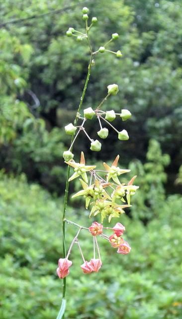 この花の名前教えて下さい