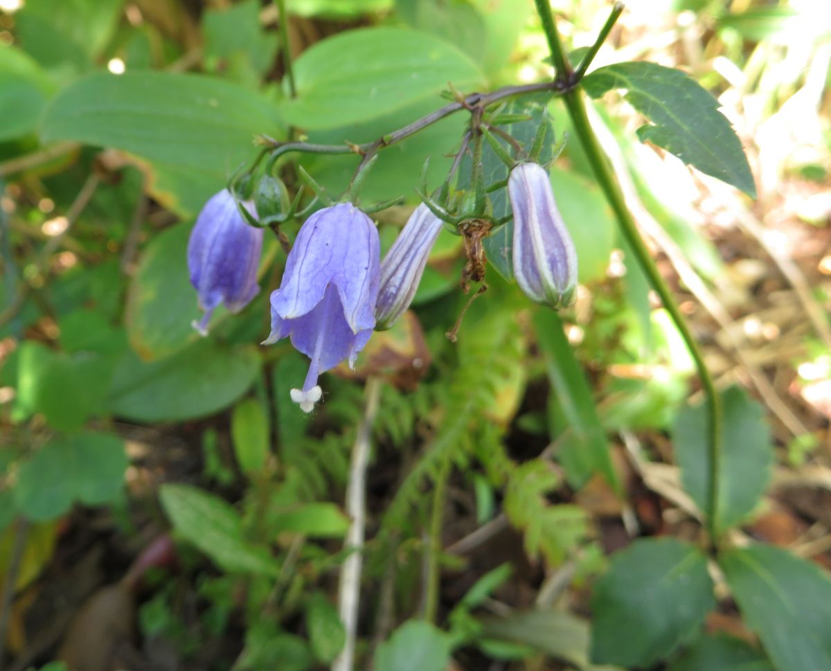 今日の花は？