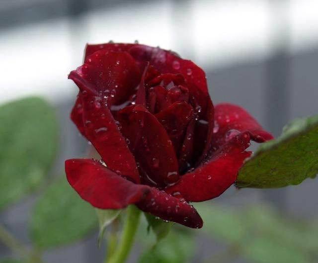 雨の日の園芸作業