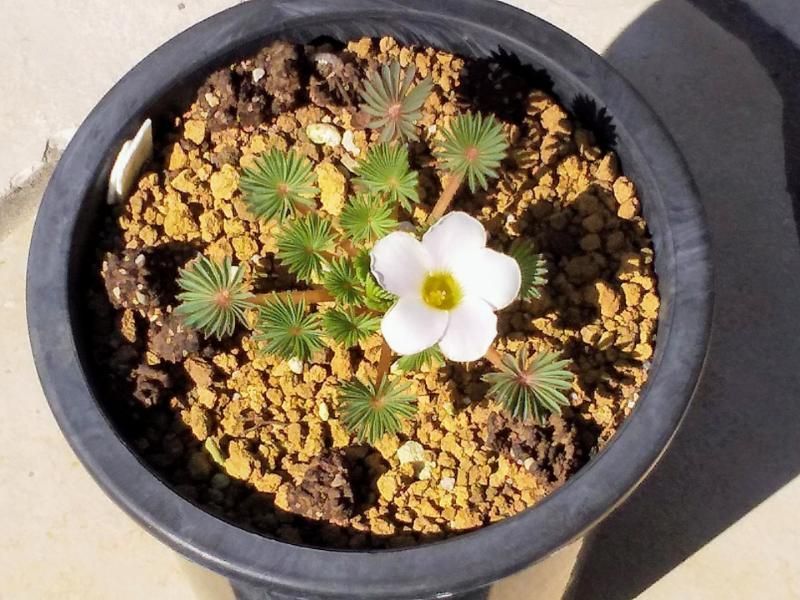 ヘリアンフォラとオキザリス‘孔雀の舞’の花