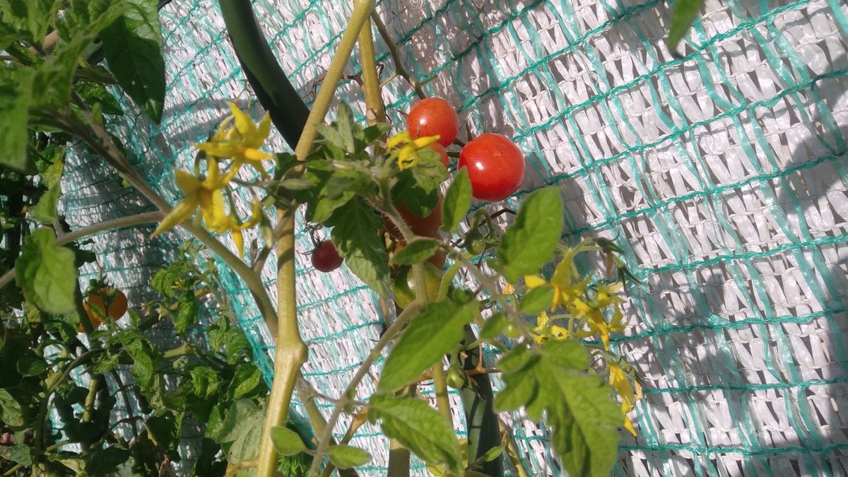 収穫しました🍅🍓