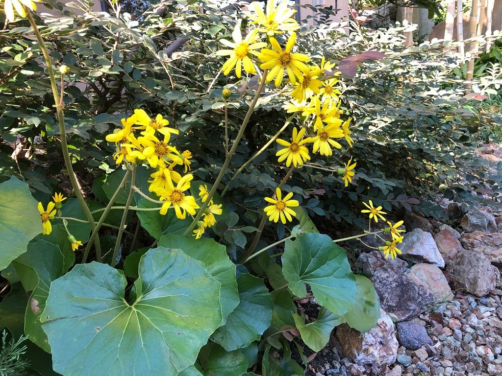 ツワブキの花