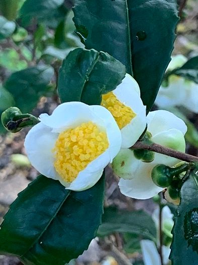 お茶の花など