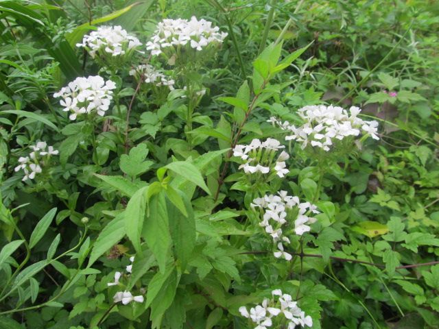 これで一番花が多い？