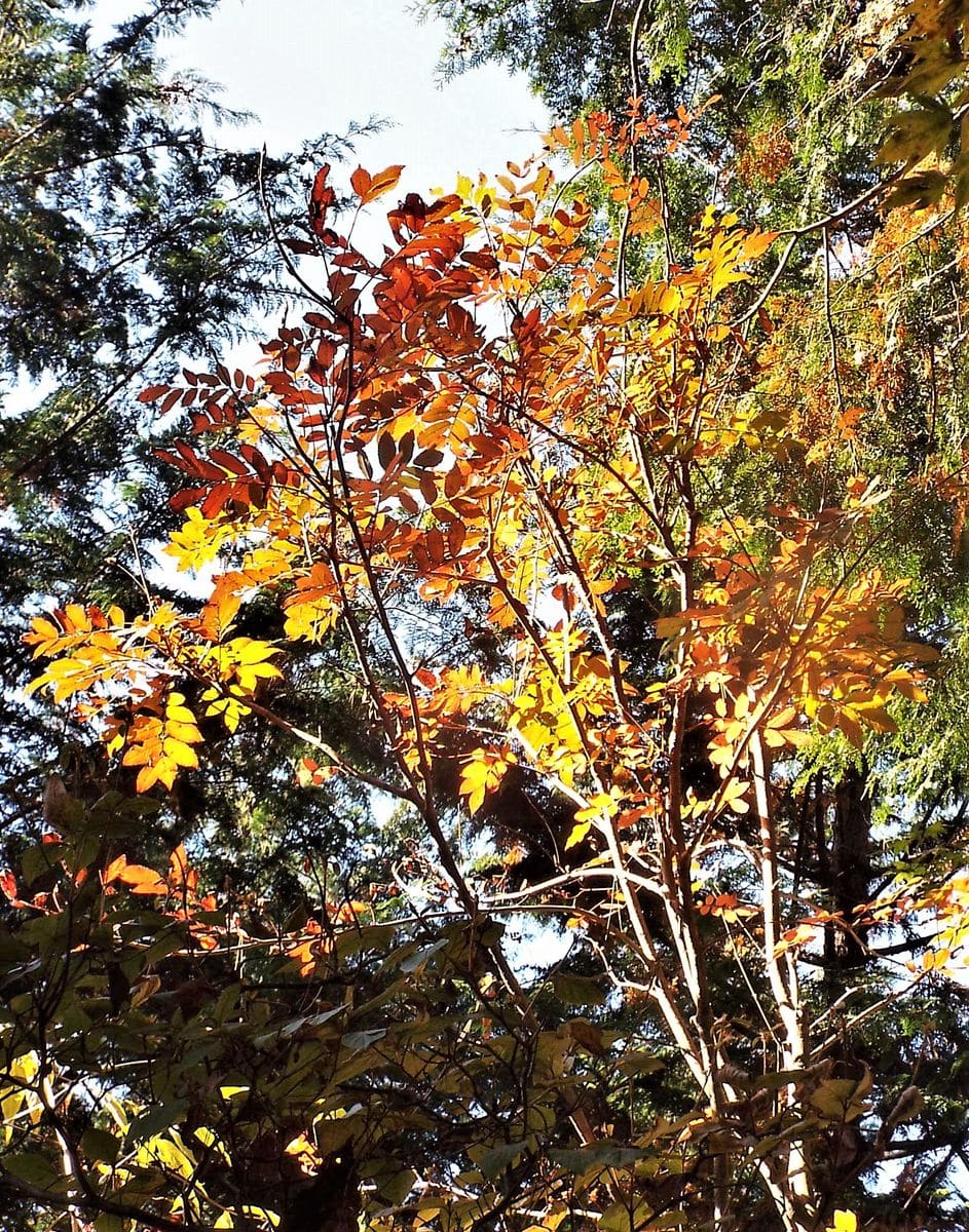 ナナカマドとブナの紅葉