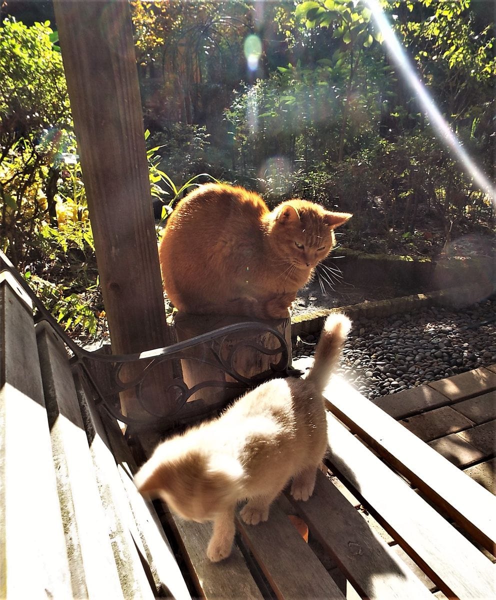 ナナカマドとブナの紅葉