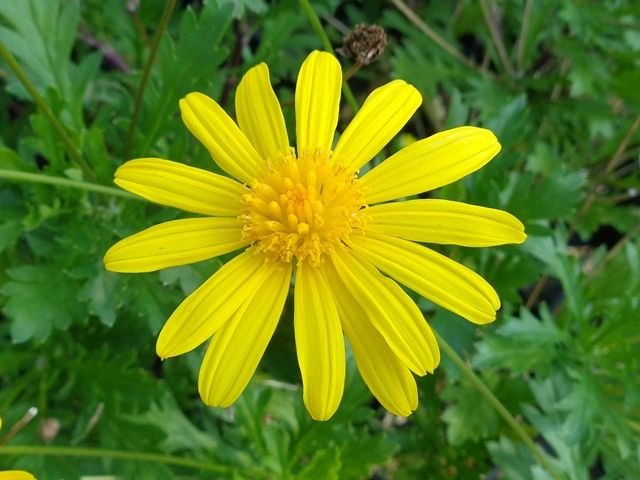 一見よく似た黄色の花