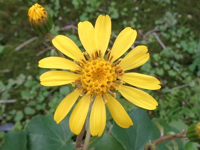 一見よく似た黄色の花