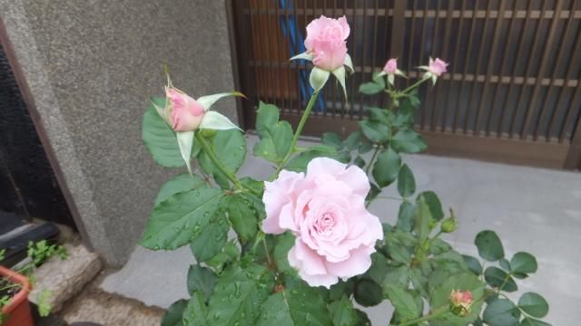 今日の薔薇