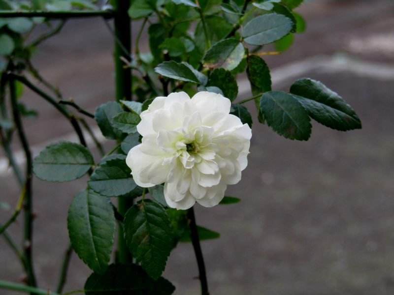 バラの植え替え終了