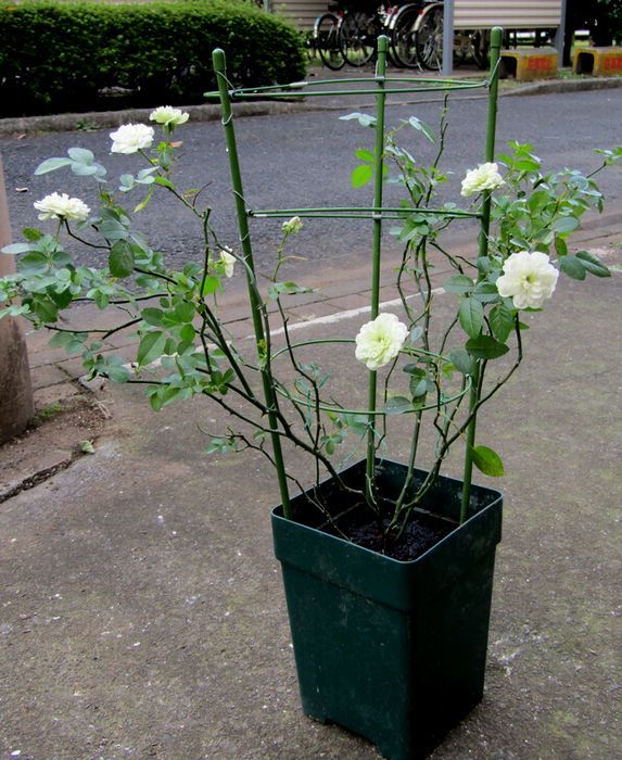 バラの植え替え終了