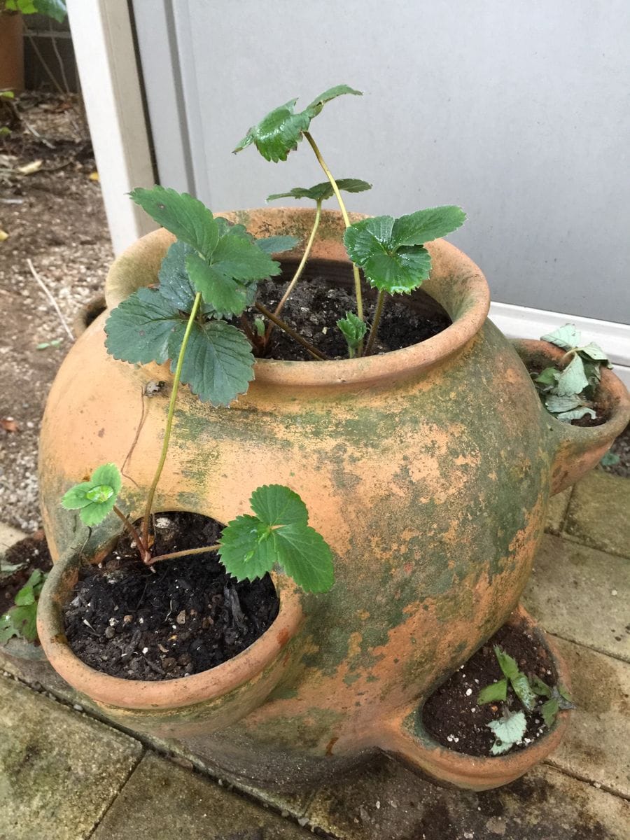 挿し芽インパチェンスとイチゴ植え替え