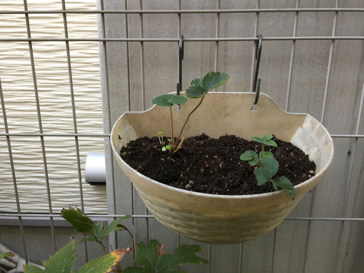 挿し芽インパチェンスとイチゴ植え替え