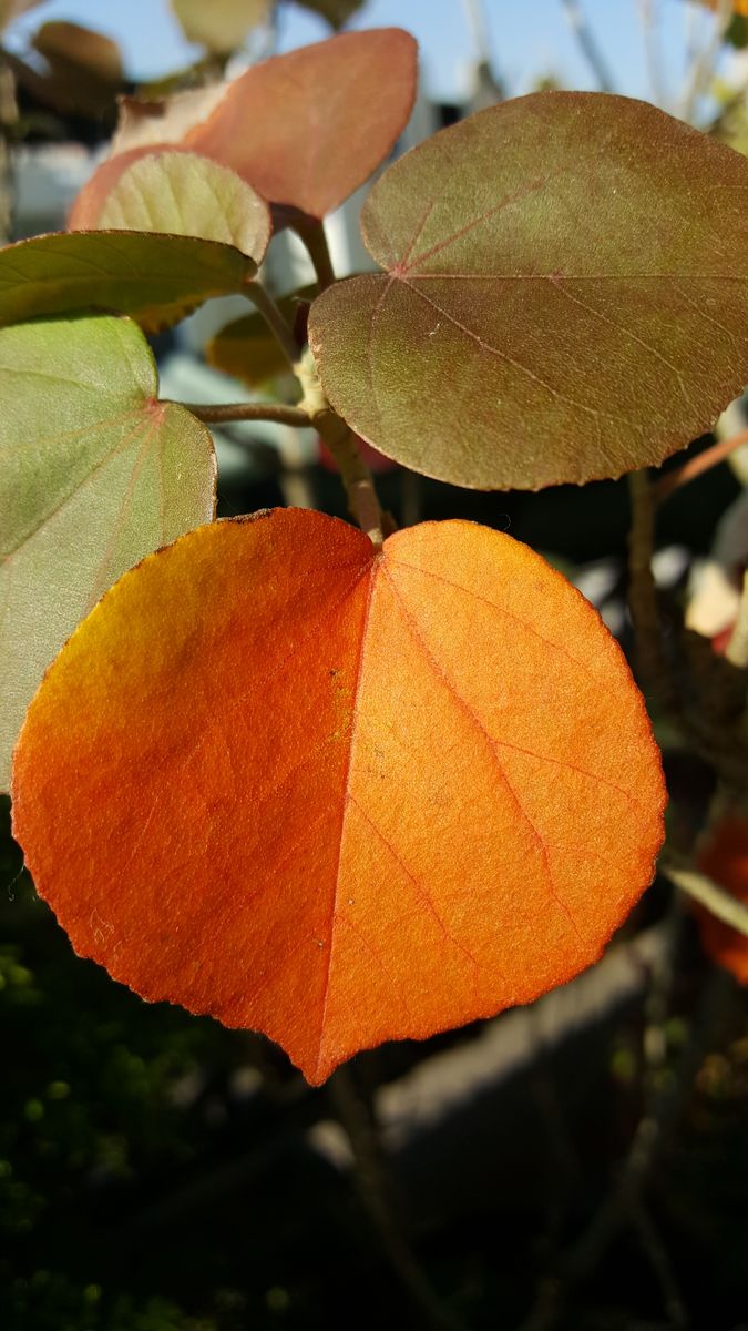 ふくおかルーバルガーデン2～秋の庭便り🍁🍁…美しい紅葉と、晴々とした幸せな日😉