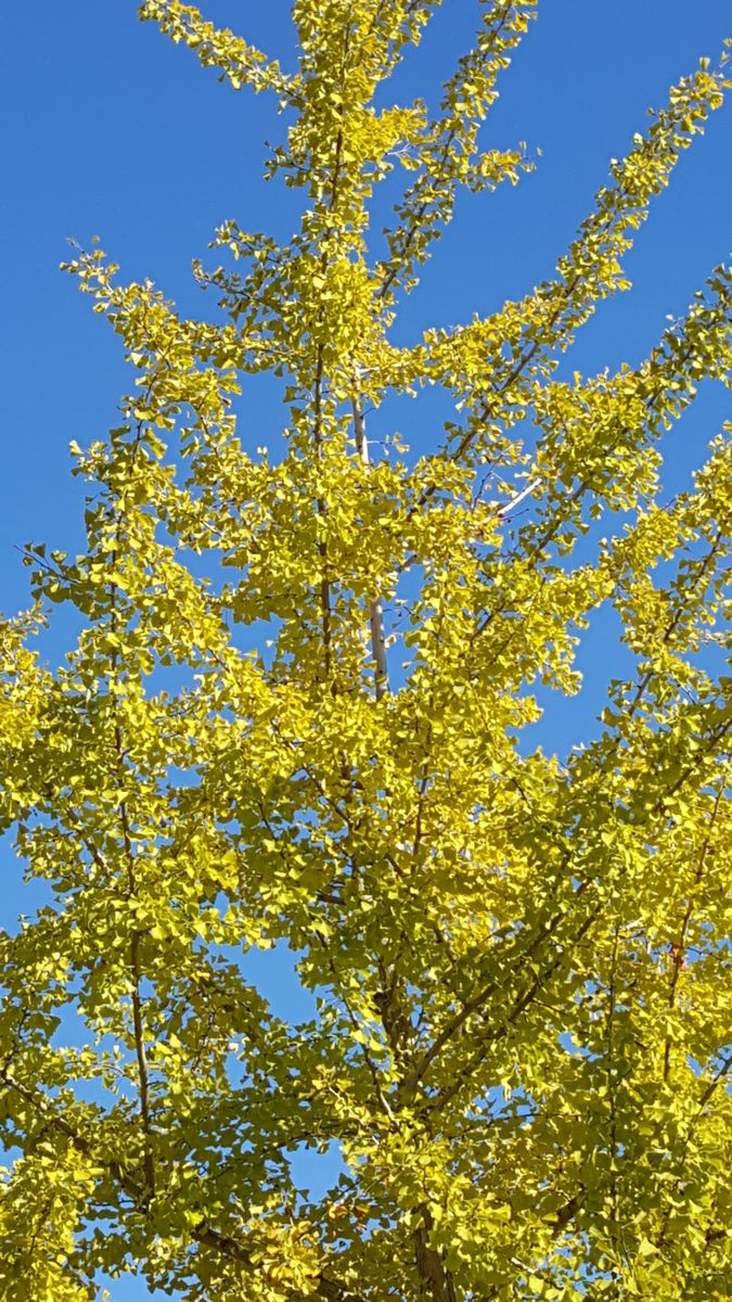 ふくおかルーバルガーデン2～秋の庭便り🍁🍁…寒さに弱い観葉植物🌿の冬支度😉