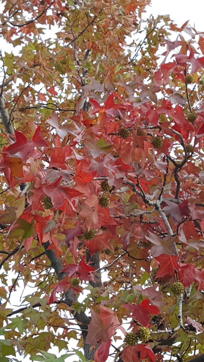 ふくおかルーバルガーデン2～秋の庭便り🍁🍁…寒さに弱い観葉植物🌿の冬支度😉