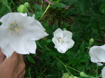 八重の花、２種