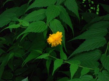 八重の花、２種