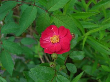 庭の薔薇　ポツポツ咲き系