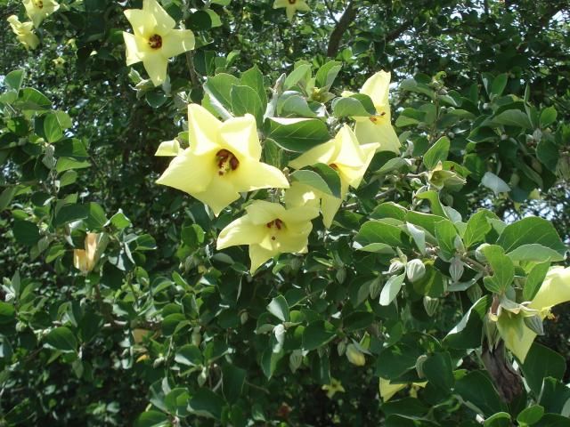 絶滅種の花