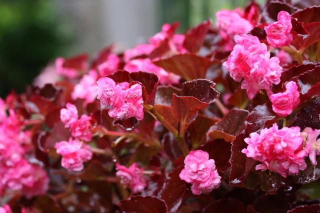 夏の定番草花（銅葉・八重咲き・ピンク花）