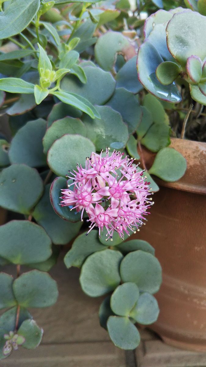 今日はピンクのお花😊