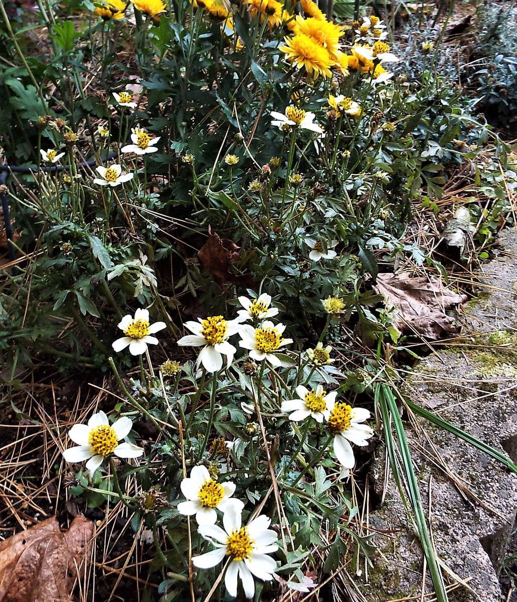 青い花　最終