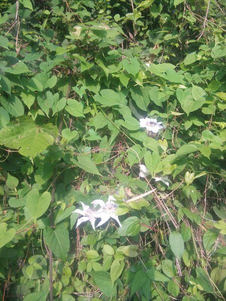 地元の自生地・船橋のカザグルマ