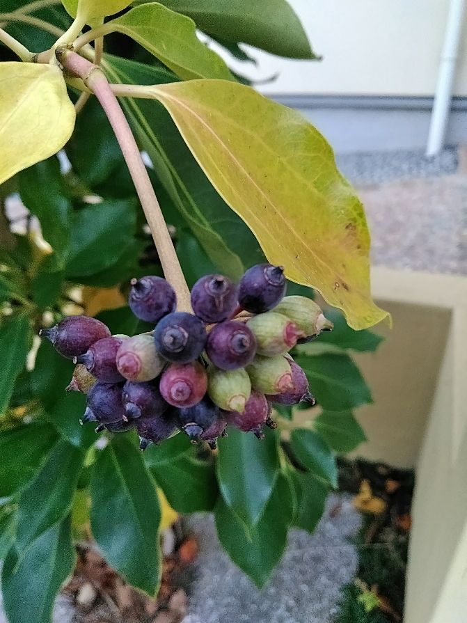 散歩道で見かけた植物！