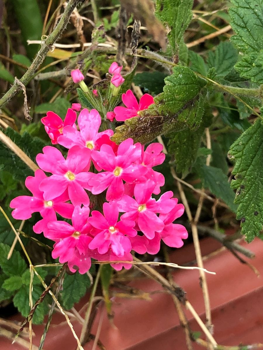 夏の名残花