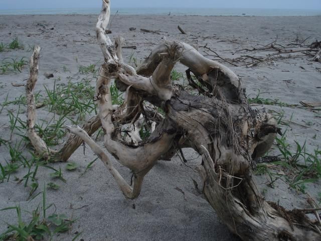 砂浜海岸に咲く花　ヒルアサガオ