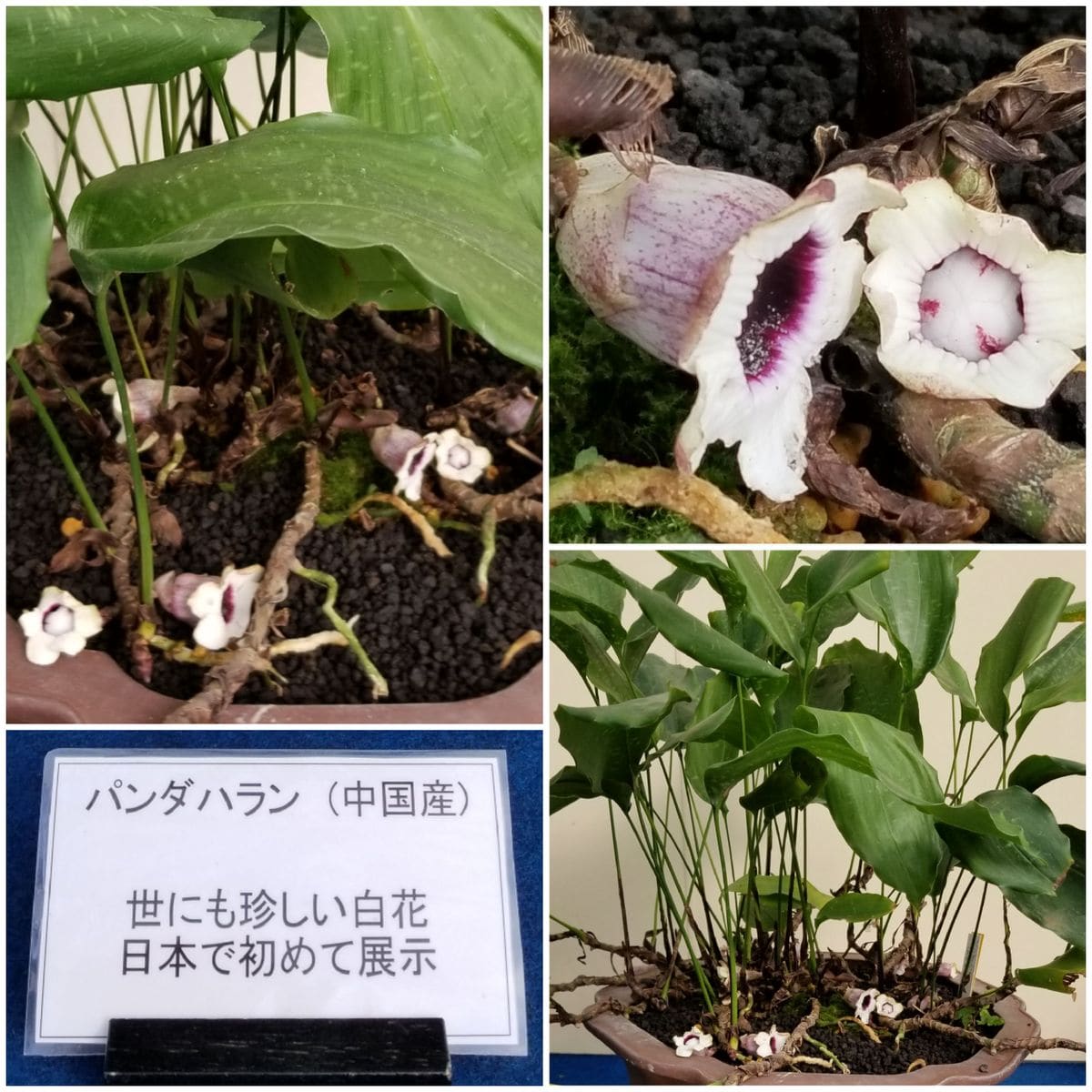 一足早い江戸の伝統園芸植物…新津フラワーランド