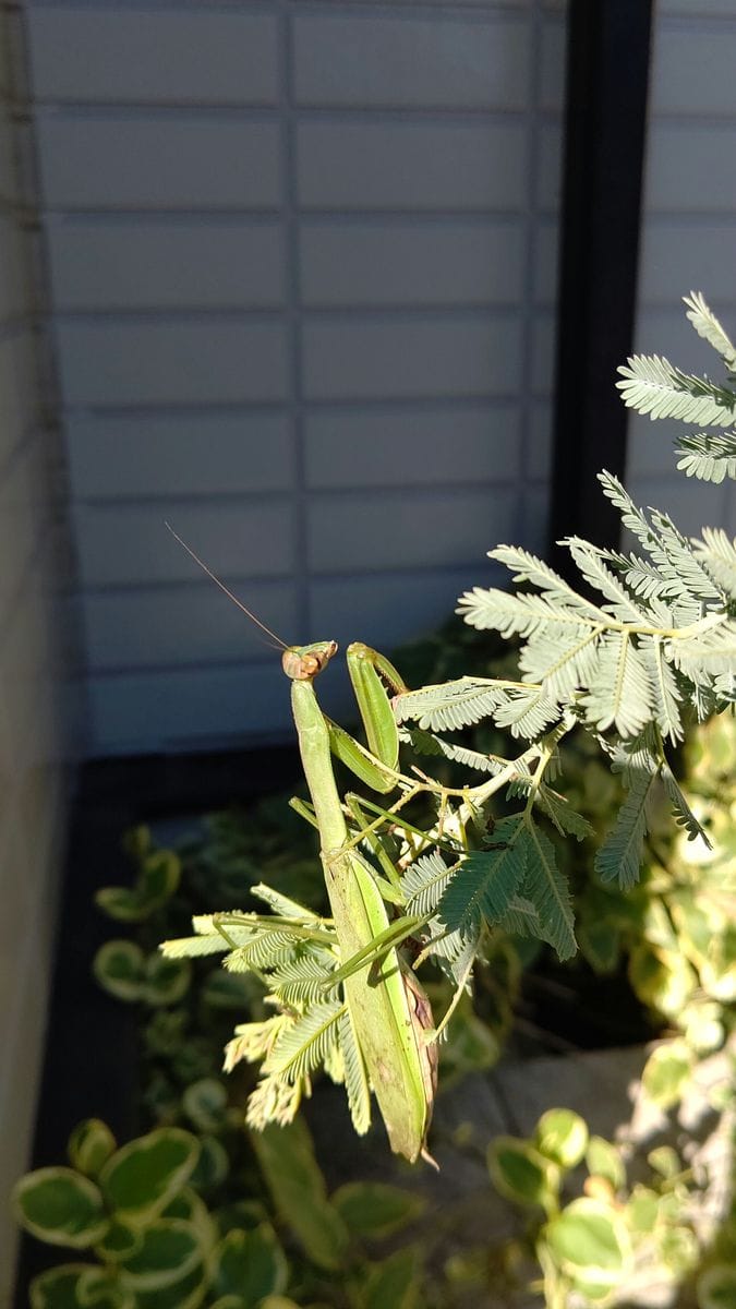 ミモザとカマキリ