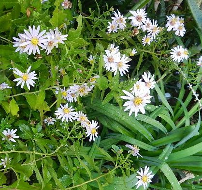 我が家の山野草