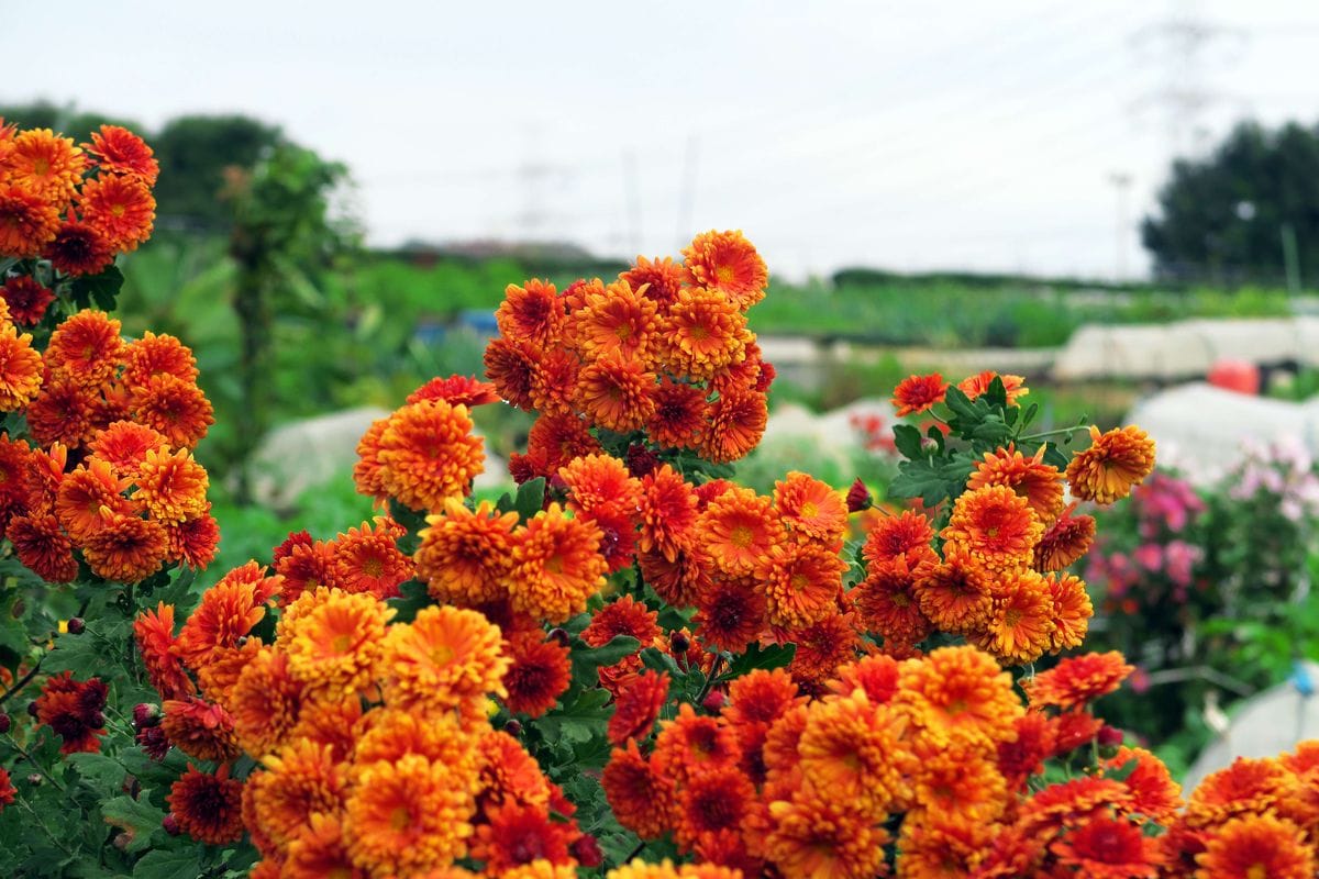 忍冬の花かな！？