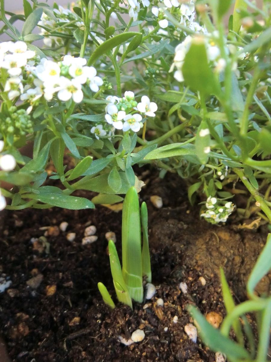 水仙の芽