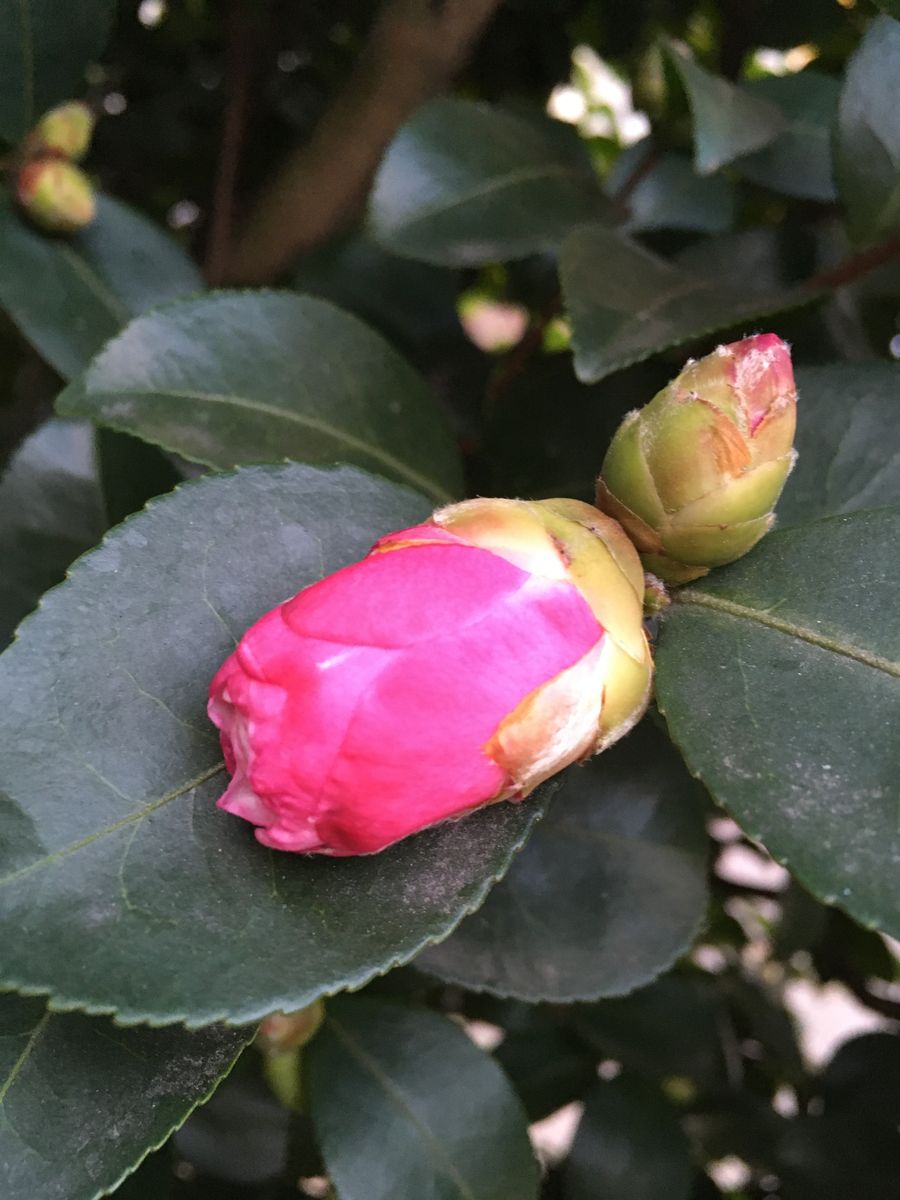 薔薇じゃないですよ山茶花