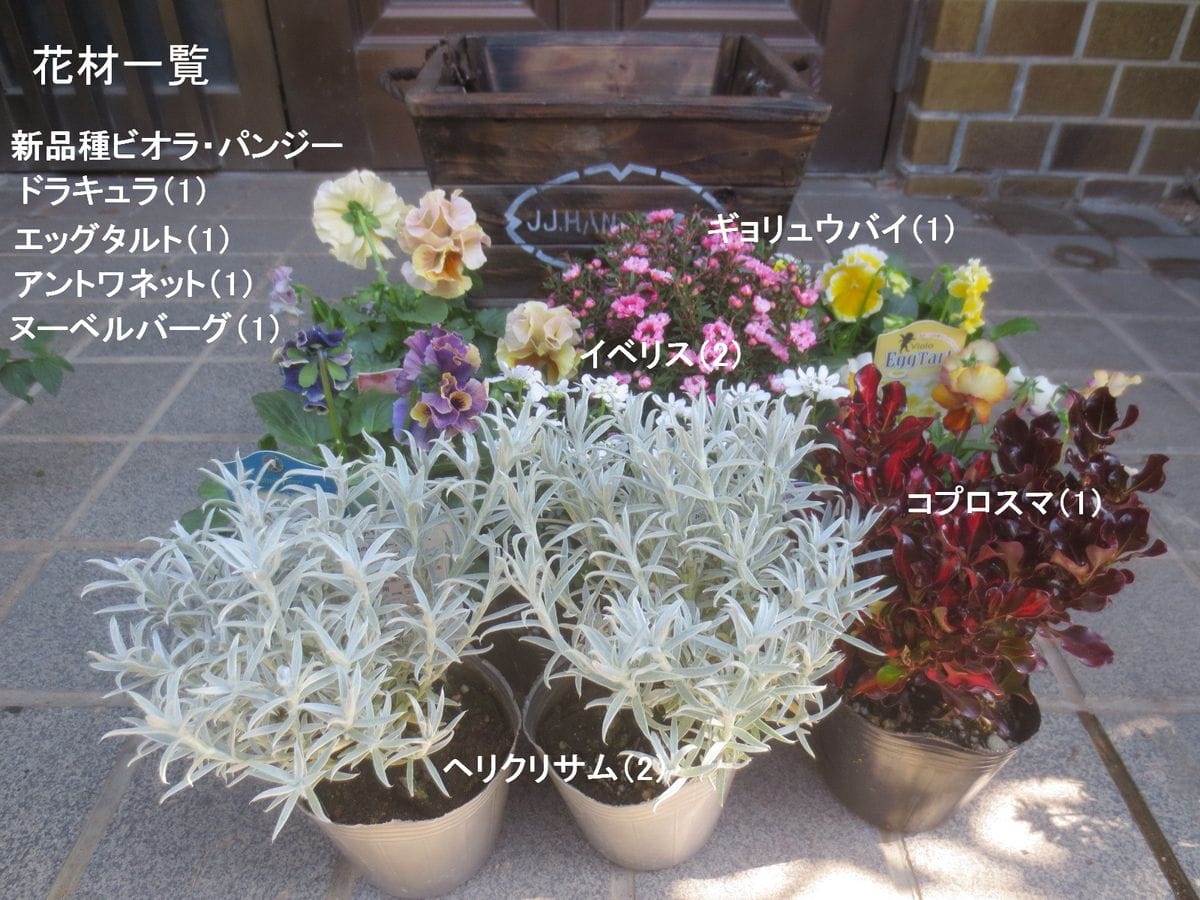 新品種ビオラの寄せ植え